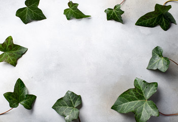 Fototapeta premium green leaves frame. place for text. Gray concrete background. horizontal image