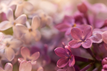 soft purple and white lilac flowers, macro shot, suitable for floral background
