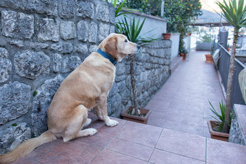 Labrador is waiting for its owner, guarding the house