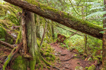 Mountain Trail in British Columbia, Canada. Mountains Background.