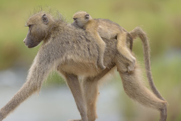 Baby baboon in the wilderness of Africa
