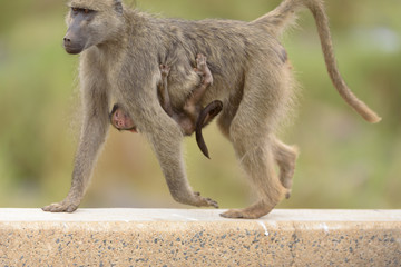 Baby baboon in the wilderness of Africa