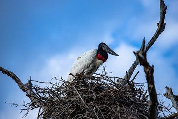 Wild birds in natural habitat. Jabiru mycteria, also known as Tuiuiu, in the nest. Pantanal, Brazil. 