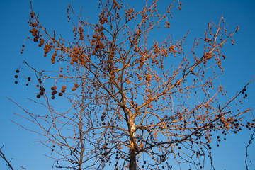 Leafless Sycamore tree with fruit. Sunny autumn day. Blue sky