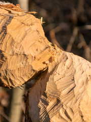 Obraz na płótnie Canvas beaver scraped birch
