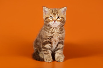 Studio photography of a scottish straight shorthair cat on colored backgrounds
