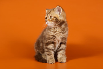 Studio photography of a scottish straight shorthair cat on colored backgrounds