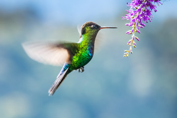 Blue hummingbird Violet Sabrewing flying next to beautiful red flower. Tinny bird fly in jungle. Wildlife in tropic Costa Rica. Two bird sucking nectar from bloom in the forest. Bird behaviour