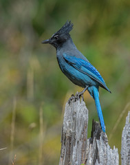 Steller's Jay