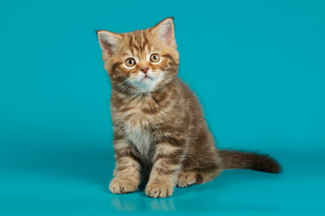 Obraz na płótnie Canvas Studio photography of a scottish straight shorthair cat on colored backgrounds