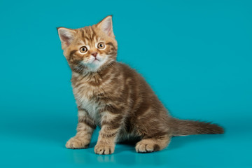 Studio photography of a scottish straight shorthair cat on colored backgrounds