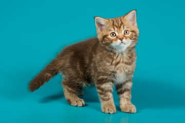 Obraz na płótnie Canvas Studio photography of a scottish straight shorthair cat on colored backgrounds