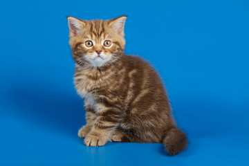 Studio photography of a scottish straight shorthair cat on colored backgrounds