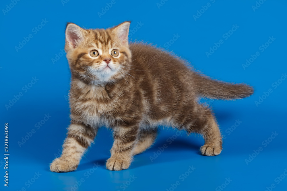 Wall mural Studio photography of a scottish straight shorthair cat on colored backgrounds