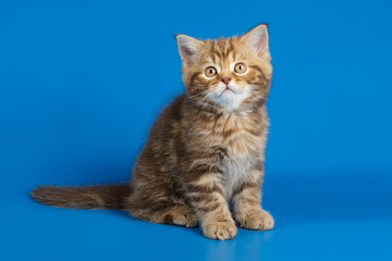 Naklejka na ściany i meble Studio photography of a scottish straight shorthair cat on colored backgrounds