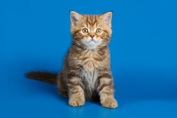 Studio photography of a scottish straight shorthair cat on colored backgrounds