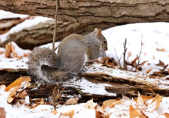 Eastern gray squirrel. Many juvenile squirrels die in the first year of life. Adult squirrels can have a lifespan of 5 to 10 years in the wild. Some can survive 10 to 20 years in captivity