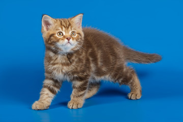 Studio photography of a scottish straight shorthair cat on colored backgrounds