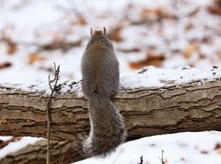 Eastern gray squirrel. Many juvenile squirrels die in the first year of life. Adult squirrels can have a lifespan of 5 to 10 years in the wild. Some can survive 10 to 20 years in captivity