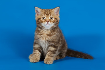 Naklejka na ściany i meble Studio photography of a scottish straight shorthair cat on colored backgrounds