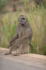 Baboon in the wilderness of Africa
