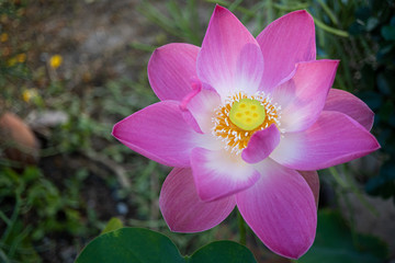 Pink Lotus, water lilly blooming in nature pond.