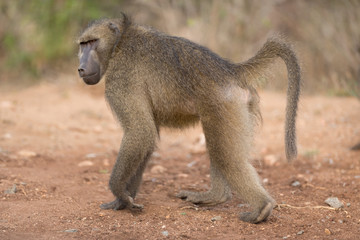 Baboon in the wilderness of Africa