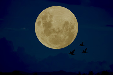 Full moon with silhouette bird on blue sky.