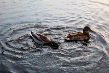 male and female ducks on the river in autumn 