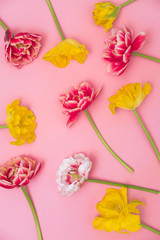 Pattern of colorful tulip flowers on pink background. Floral composition in minimalist style. Popular International Women's Day concept.  Flat lay, top view.