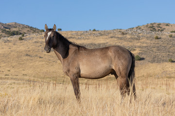 Fototapeta na wymiar Wild Horse in Autumn in the Utah Desert