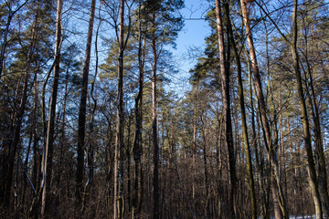 Fototapeta premium landscape snow trees dense forest in winter