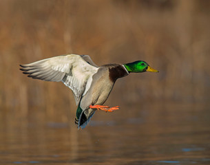 Obraz premium Mallard Drake in flight