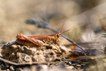 Grashüpfer rot