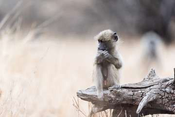 Baby baboon in the wilderness of Africa