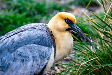 Black mask ibis bird isolated