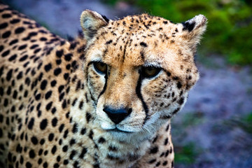 Big Cheetah close-up