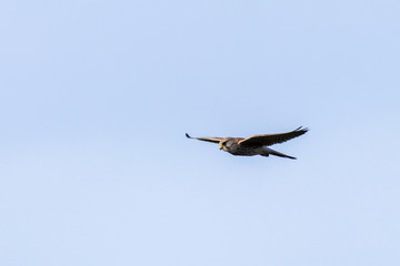 Rüttelnder Turnfalke