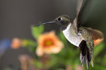 Black-Chinned Hummingbird Searching for Nectar Among the Orange Flowers