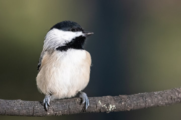 Carolina Chickadee Perched Delicately on a Slender Branch