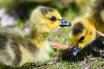 Close Profile of an Adorable Newborn Gosling