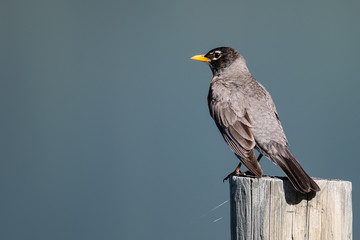 American Robin Perched on a Weathered Wooden Fence Post
