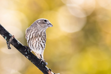 House Finch Perched on an Autumn Branch