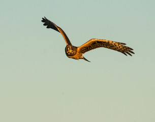Northern Harrier in flight