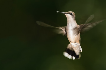 Ruby Throated Hummingbird Hovering in Flight Deep in the Green Forest