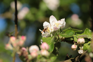 Wildbiene in Apfelblüte