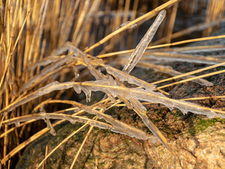 abstract formations of frozen sea reeds