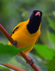 Birds in wild with natural beauty.....