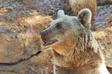 Big Bear posing for visitors in the park