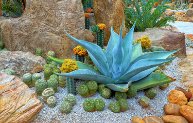 Cacti in the garden